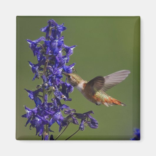 Rufous Hummingbird Magneet (Voorkant)