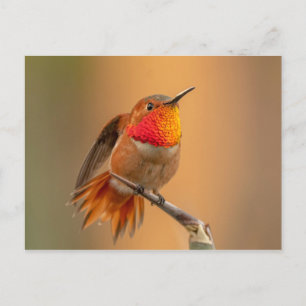 Rufous Hummingbird met Ruffled Feathers Briefkaart