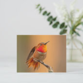 Rufous Hummingbird met Ruffled Feathers Briefkaart (Staand voorkant)