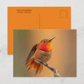 Rufous Hummingbird met Ruffled Feathers Briefkaart (Voorkant / Achterkant)