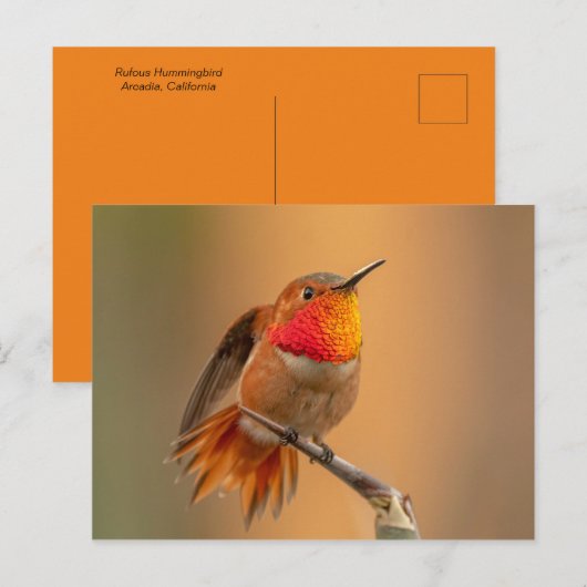 Rufous Hummingbird met Ruffled Feathers Briefkaart (Voorkant / Achterkant)