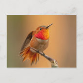 Rufous Hummingbird met Ruffled Feathers Briefkaart (Voorkant)