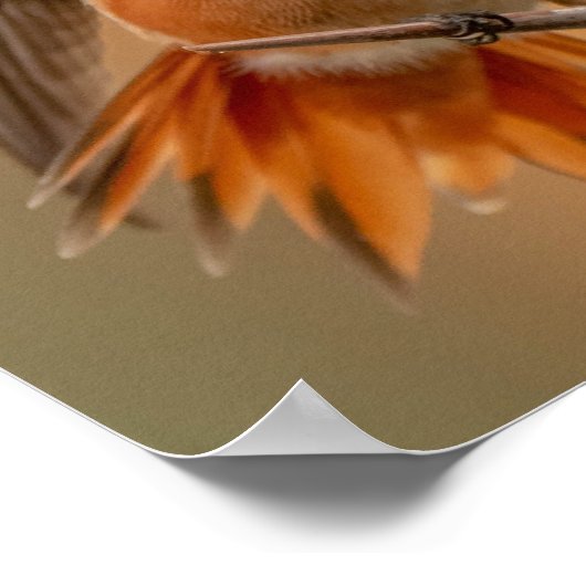 Rufous Hummingbird met Ruffled Feathers Poster (Hoek)