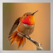 Rufous Hummingbird met Ruffled Feathers Poster (Voorkant)