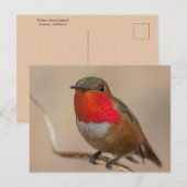 Rufous Hummingbird met spectaculaire Oranje Throat Briefkaart (Voorkant / Achterkant)