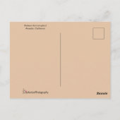 Rufous Hummingbird met spectaculaire Oranje Throat Briefkaart (Achterkant)