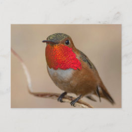 Rufous Hummingbird met spectaculaire Oranje Throat Briefkaart