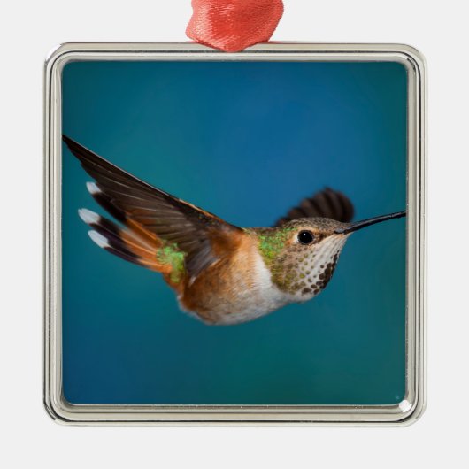 Rufous Hummingbird Metalen Ornament (Voorkant)