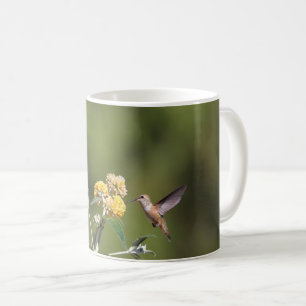 Rufous Hummingbird Mok