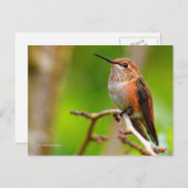 Rufous Hummingbird on Plum Tree Briefkaart (Voorkant / Achterkant)