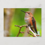 Rufous Hummingbird on Plum Tree Briefkaart (Voorkant)