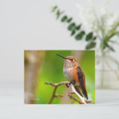 Rufous Hummingbird on Plum Tree Briefkaart (Staand voorkant)