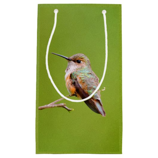 Rufous Hummingbird op California Lila Branch Klein Cadeauzakje (Voorkant)
