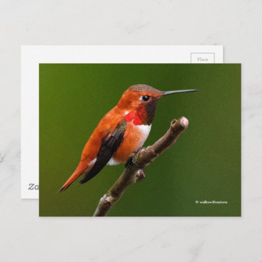 Rufous Hummingbird op de Cherry Tree Briefkaart (Voorkant / Achterkant)