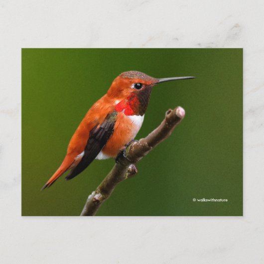 Rufous Hummingbird op de Cherry Tree Briefkaart (Voorkant)