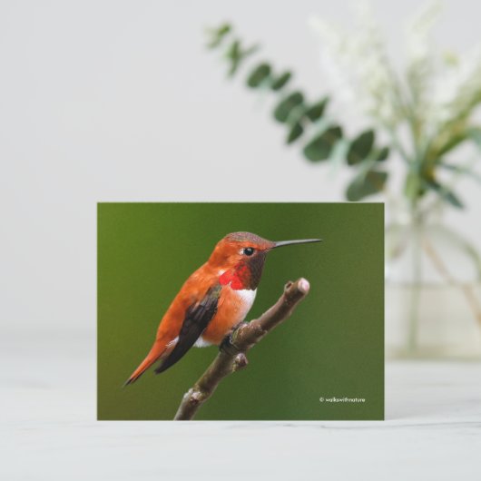 Rufous Hummingbird op de Cherry Tree Briefkaart (Staand voorkant)