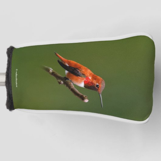 Rufous Hummingbird op de Cherry Tree Golfheadcover (Voorkant)