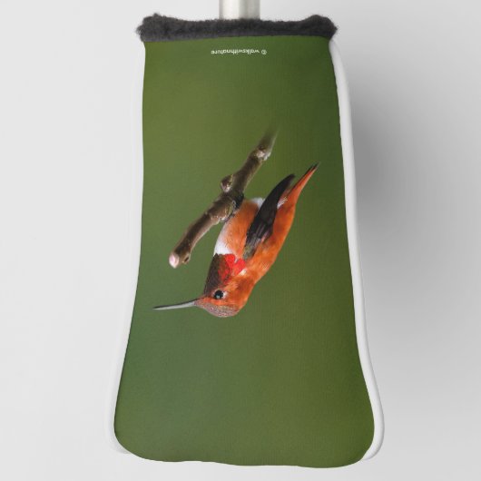 Rufous Hummingbird op de Cherry Tree Golfheadcover (Draai 90)