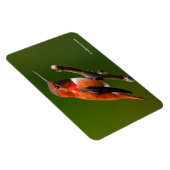 Rufous Hummingbird op de Cherry Tree Magneet (Rechterzijde)