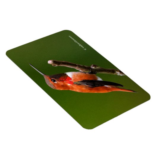 Rufous Hummingbird op de Cherry Tree Magneet (Rechterzijde)