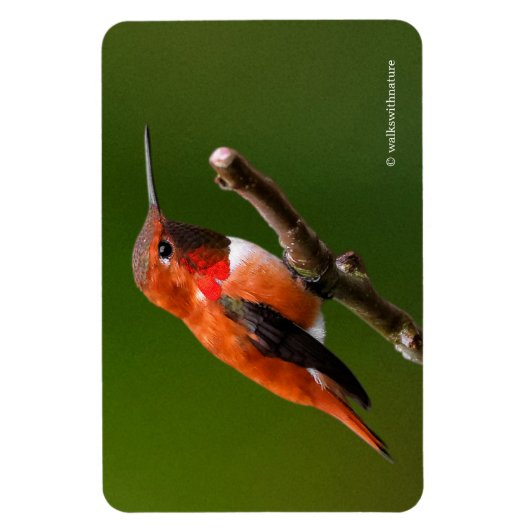 Rufous Hummingbird op de Cherry Tree Magneet (Verticaal)