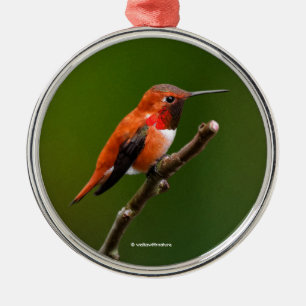 Rufous Hummingbird op de Cherry Tree Metalen Ornament