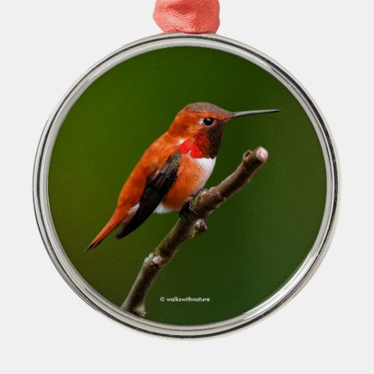 Rufous Hummingbird op de Cherry Tree Metalen Ornament (Voorkant)