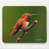 Rufous Hummingbird op de Cherry Tree Muismat (Voorkant)