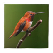 Rufous Hummingbird op de Cherry Tree Tegeltje (Voorkant)