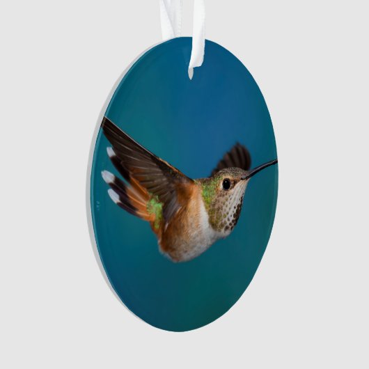 Rufous Hummingbird Ornament (voorkant)