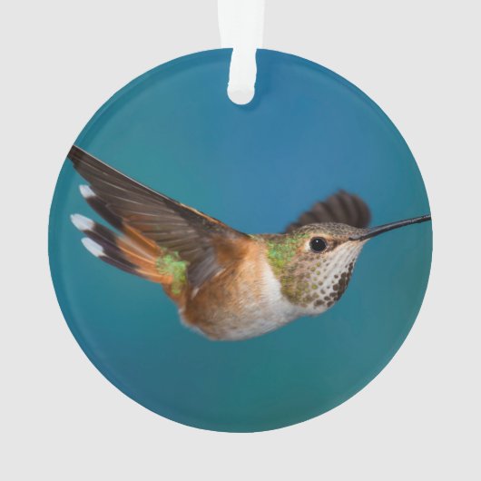 Rufous Hummingbird Ornament (achterkant)