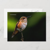 Rufous Hummingbird Perches op fruitbomen Briefkaart (Voorkant / Achterkant)