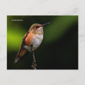 Rufous Hummingbird Perches op fruitbomen Briefkaart (Voorkant)