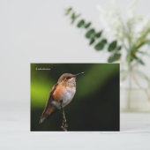Rufous Hummingbird Perches op fruitbomen Briefkaart (Staand voorkant)