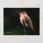 Rufous Hummingbird Perches op fruitbomen Briefkaart (Voorkant)