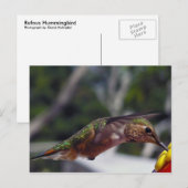 Rufous Hummingbird - Post Kaart (Voorkant / Achterkant)