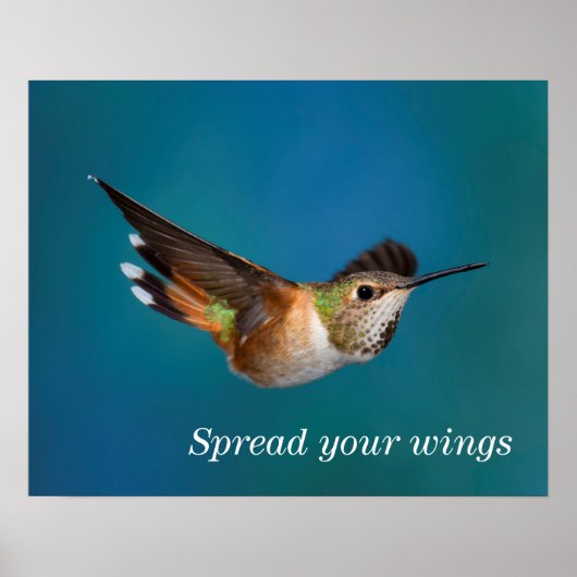 Rufous Hummingbird Poster (Voorkant)