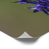 Rufous Hummingbird Poster (Hoek)