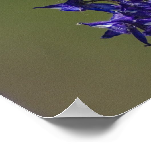 Rufous Hummingbird Poster (Hoek)