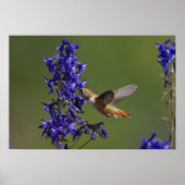 Rufous Hummingbird Poster (Voorkant)