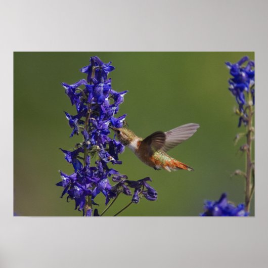 Rufous Hummingbird Poster (Voorkant)