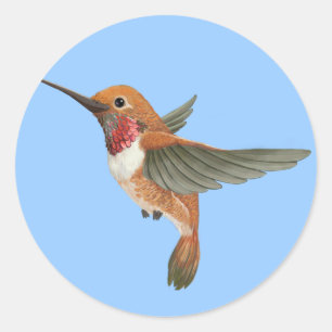 Rufous Hummingbird Ronde Sticker
