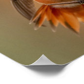 Rufous Hummingbird & Ruffled Feathers Poster (Hoek)
