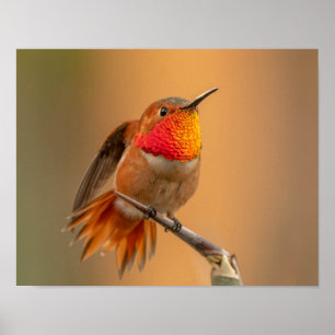 Rufous Hummingbird & Ruffled Feathers Poster