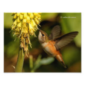 Rufous Hummingbird Sipping Kniphofia Nectar Foto Afdruk (Voorkant)