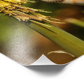 Rufous Hummingbird Sipping Kniphofia Nectar Foto Afdruk (Hoek)