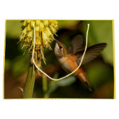 Rufous Hummingbird Sipping Kniphofia Nectar Groot Cadeauzakje (Voorkant)