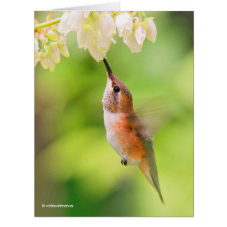 Rufous Hummingbird Sips Blueberry Blossom Nectar
