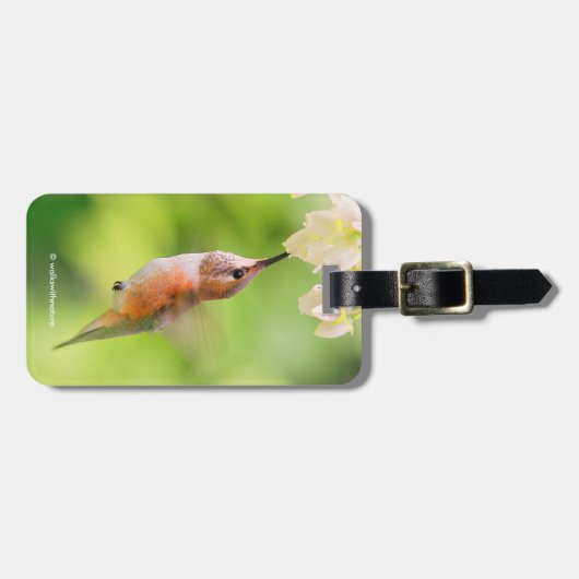 Rufous Hummingbird Sips Blueberry Blossom Nectar Bagagelabel (Voorkant horizontaal)