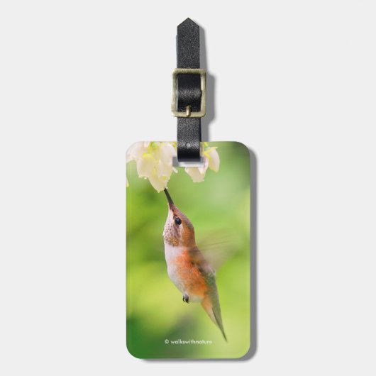 Rufous Hummingbird Sips Blueberry Blossom Nectar Bagagelabel (Voorkant verticaal)